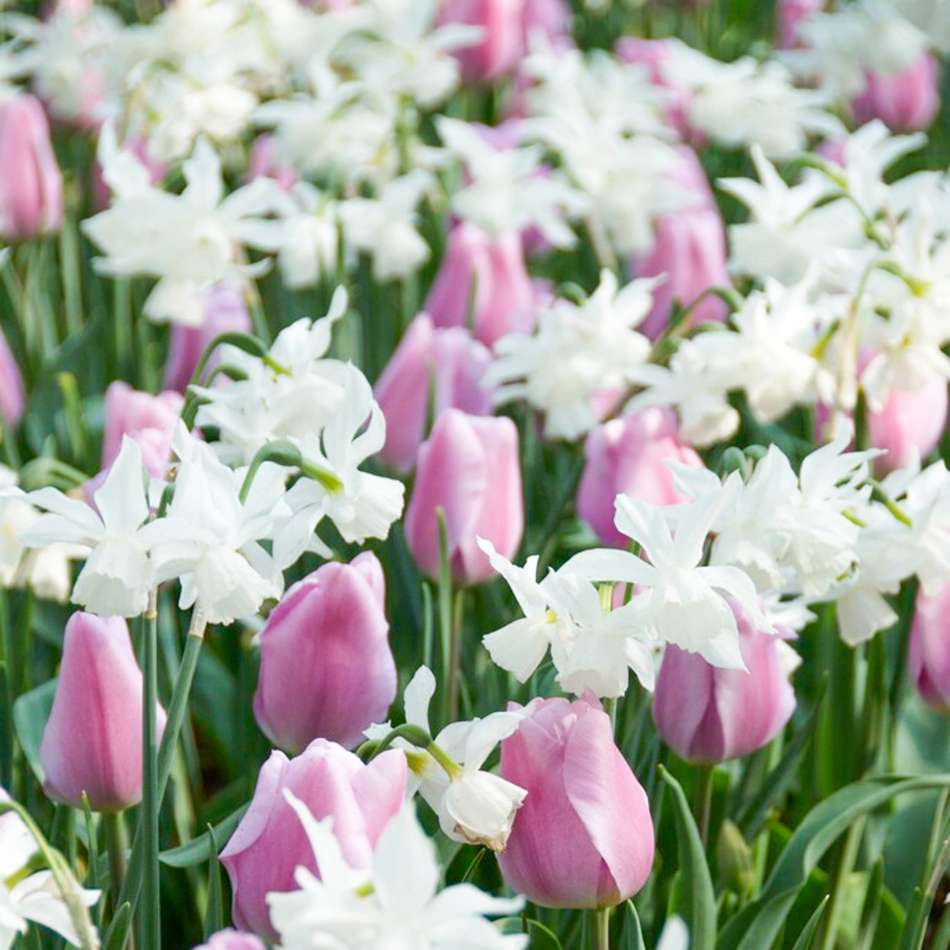 'Claudia' lökblandning